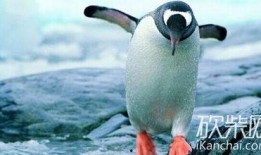 碎嘴企鹅爆料视频,揭秘幕后真相